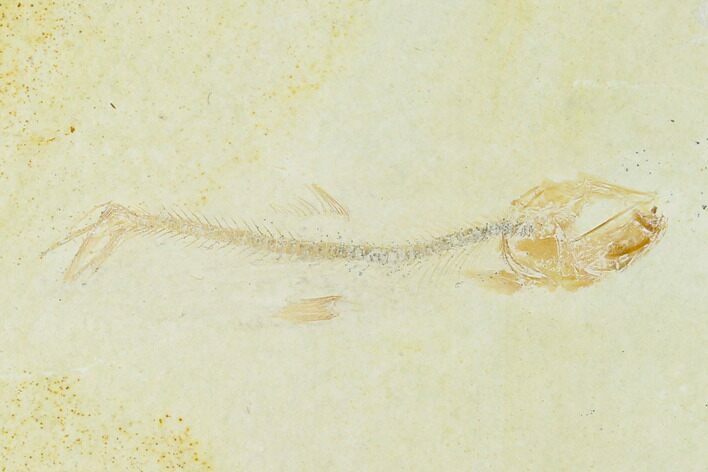 Jurassic Fossil Fish (Orthogoniklethrus) - Solnhofen Limestone #139373